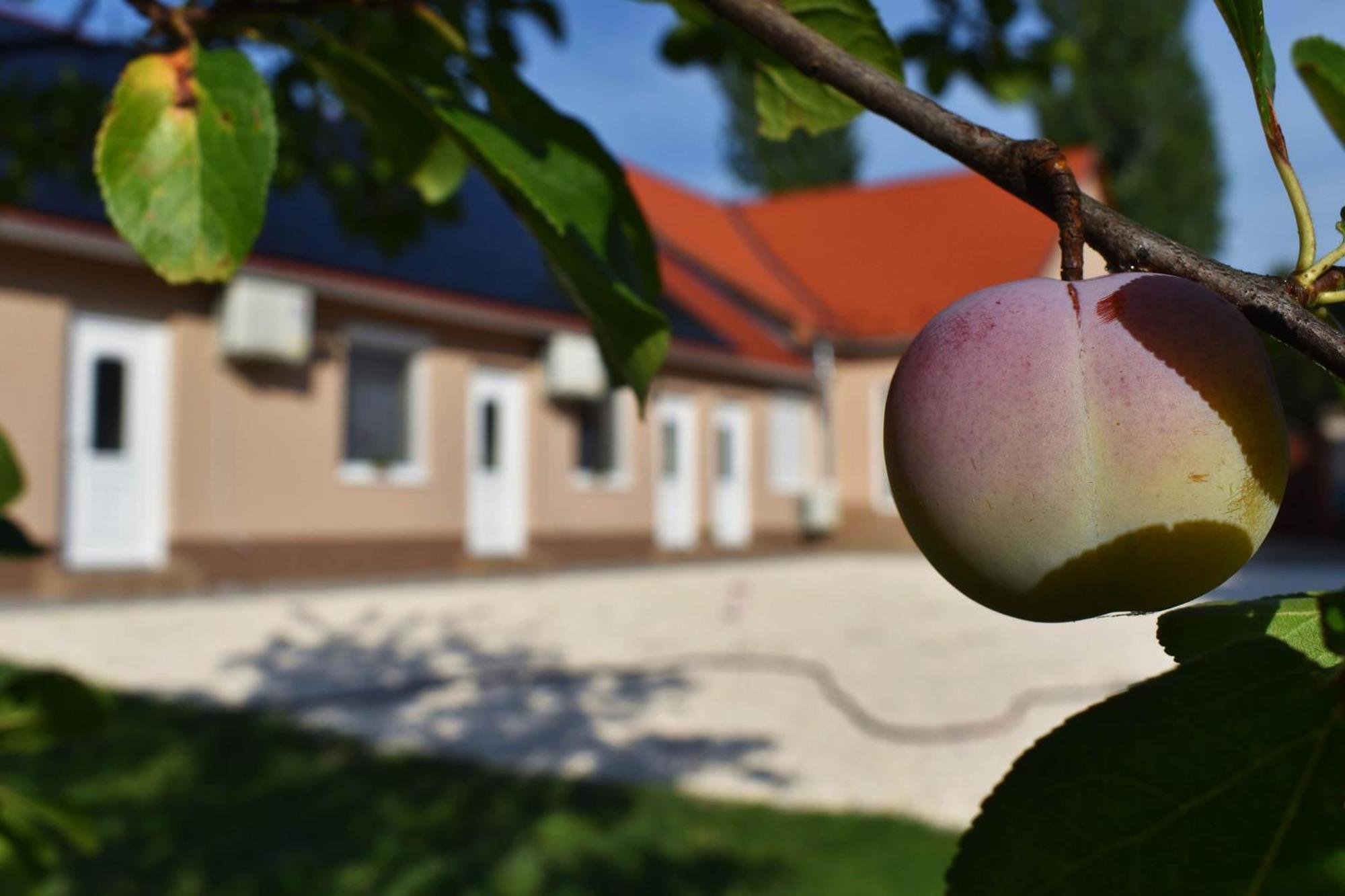 Napfeny Apartman Makó Buitenkant foto